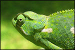 chameleon.jpg