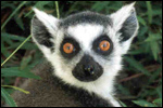 lemur.jpg