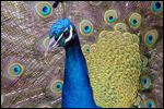 peacock.jpg