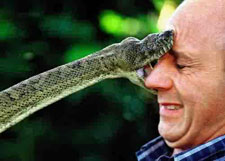 Getting 'Snake Bit' at Work Could Be Your Fault