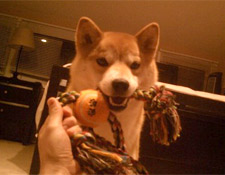 The Shiba Inu Temperament: They Make Great Workers!