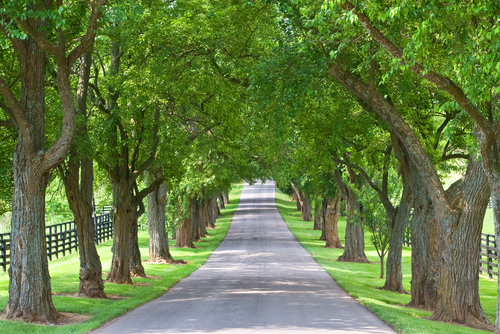 tree-lined street